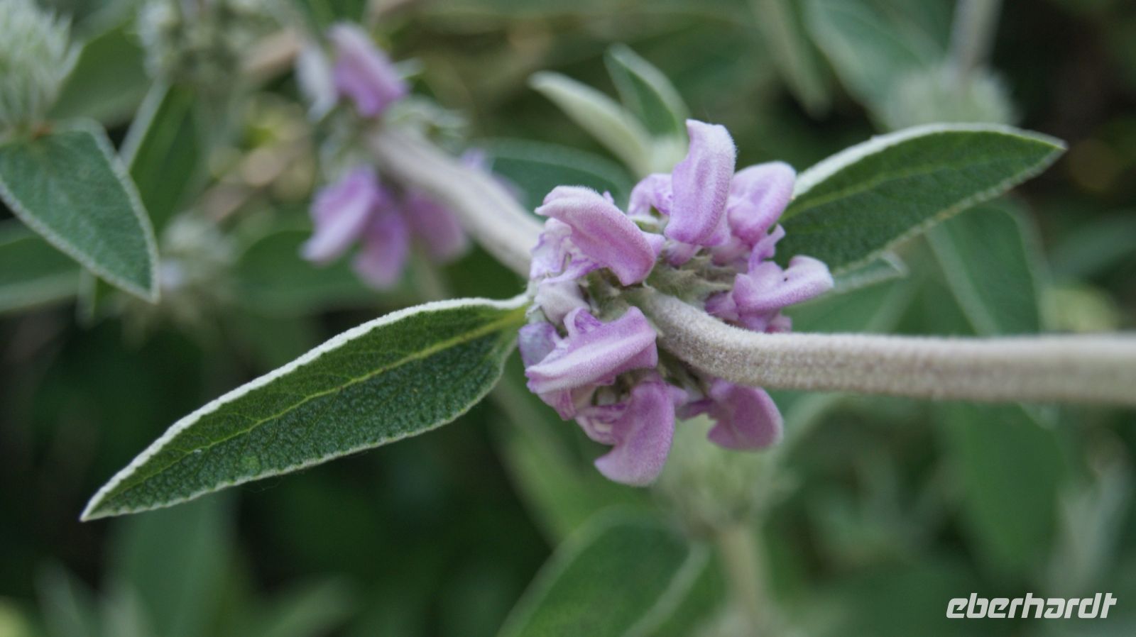 Eric Young Orchid Foundation - Jersey