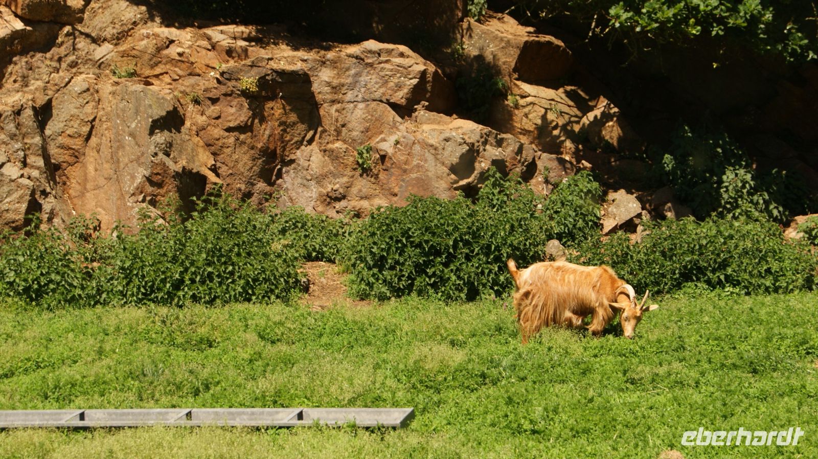 Royal Golden Guernsey Goats - Guernsey