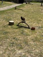 25.05.2025:  Mount Orgueil Castle in Gorey