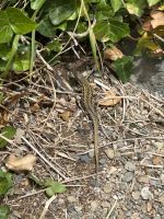 25.05.2025:  Mount Orgueil Castle in Gorey