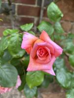 25.05.2025:  Botanischer Garten Samares Manor