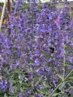 25.05.2025:  Botanischer Garten Samares Manor