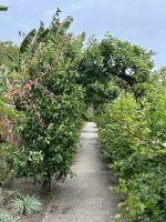 25.05.2025:  Botanischer Garten Samares Manor
