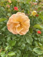 25.05.2025:  Botanischer Garten Samares Manor