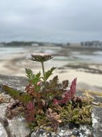 26.05.2025 Freizeit auf Jersey Elizabeth Castle