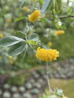 28.05.2025 Gartentour auf Jersey - Besuch bei Mr. Miles