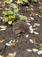 28.05.2025 Gartentour auf Jersey - Besuch bei Mr. Miles