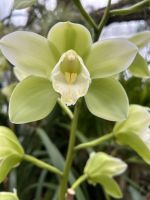 28.05.2025 Eric Young Orchid Foundation