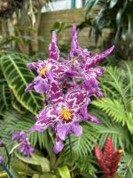 28.05.2025 Eric Young Orchid Foundation