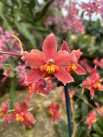 28.05.2025 Eric Young Orchid Foundation