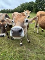 28.05.2025 Jersey Cows