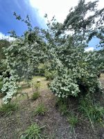 28.05.2025 Gartentour auf Jersey- zu Besuch bei Mrs. Binney