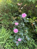 28.05.2025 Gartentour auf Jersey- zu Besuch bei Mrs. Binney