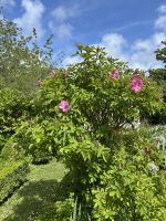 28.05.2025 Gartentour auf Jersey- zu Besuch bei Mrs. Binney