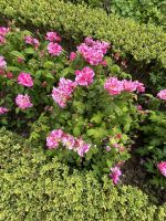 29.05.2025 Tagesausflug nach Sark la Seigneurie Gärten