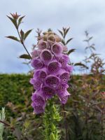 29.05.2025 Tagesausflug nach Sark la Seigneurie Gärten