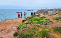Wanderung an der Südküste von Jersey - Corbiere Leuchtturm