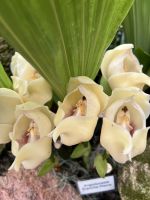 Eric Young Orchid Foundation