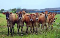 Jersey Kühe im Inselinneren