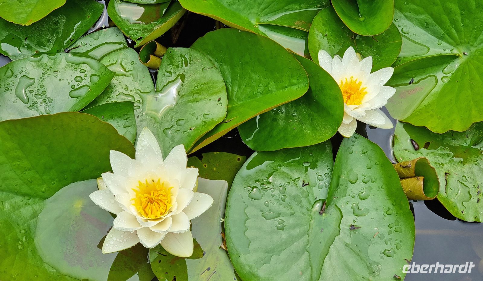 Seerosen im botanischen Garten Samares Manor auf Jersey