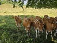 Inselrundfahrt auf Guernsey, Guernsey-Kühe