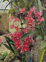 Erich Young Orchid Foundation, rote Orchidee