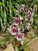 Erich Young Orchid Foundation, Oncidopsis Rigoulan