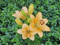 Jersey, Gartentour, Lilie im Garten von Mr. Miles