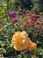 Jersey, Gartentour, Rose im Garten von Richard Miles