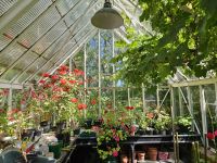 Jersey, Gartentour, Gewächshaus bei Familie Binny