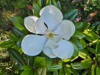 Jersey, Gartentour, Riesenmagnolie