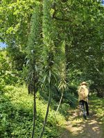 Jersey, Gartentour, Spaziergang mit Mr. Binny