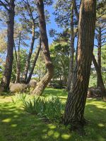 Jersey, Gartentour, Kiefern bei Richard Miles