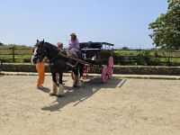 Sark, Fortbewegungsmittel Pferdekutschen