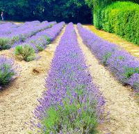 Lavendelfarm. Rundreise Jersey und Guernsey - Kanalinseln entdecken (GB-JERF8)