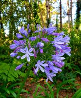 Lavendelfarm. Rundreise Jersey und Guernsey - Kanalinseln entdecken (GB-JERF8)