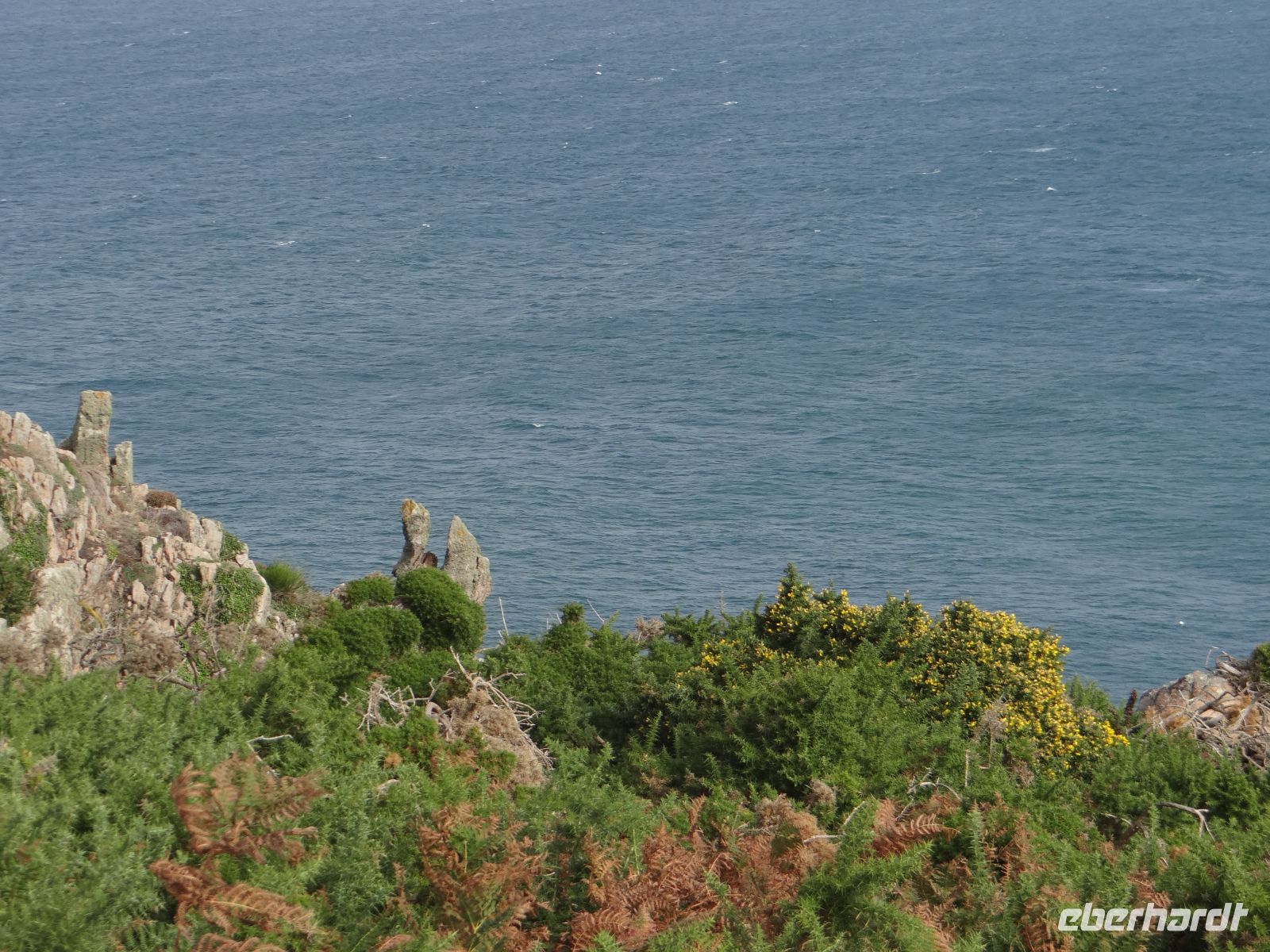 Blühender Ginstern an der Nordküste Jerseys