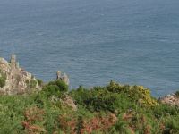 Blühender Ginstern an der Nordküste Jerseys