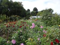 Jersey, Seafield Estate, der üppig blühende Blumengarten