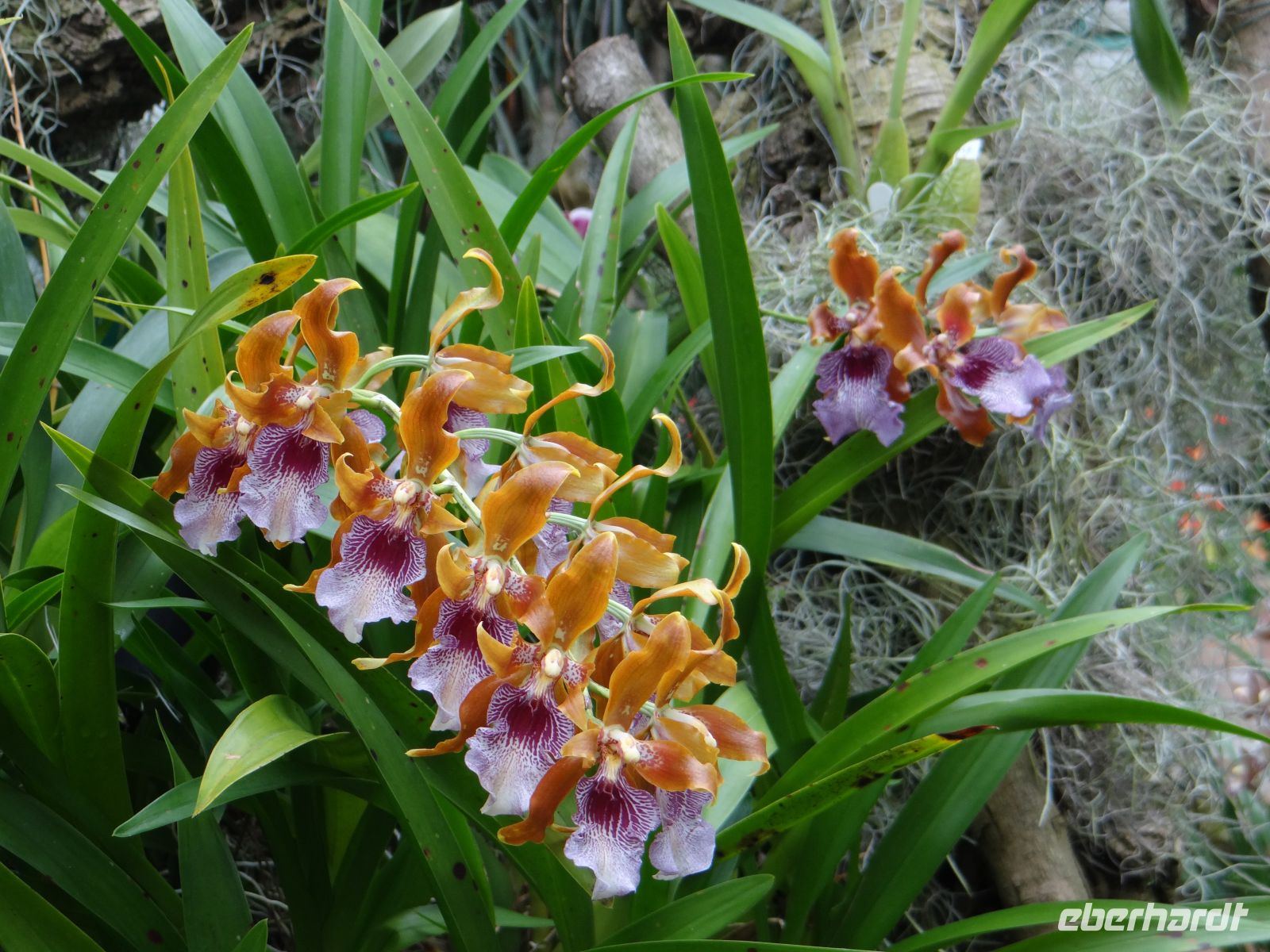 Jersey, Eric Young Orchid Foundation, wer ist die Schönste im ganzen Land?