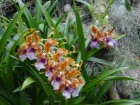 Jersey, Eric Young Orchid Foundation, wer ist die Schönste im ganzen Land?