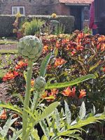 Artichoke Seafield Garten &ndash; &copy; Britta Martini-Miles (Eberhardt TRAVEL)