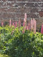 Blumenpracht &ndash; &copy; Britta Martini-Miles (Eberhardt TRAVEL)
