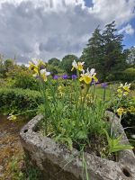 Irisgarten &ndash; &copy; Britta Martini-Miles (Eberhardt TRAVEL)