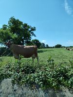 Jersey Kuh &ndash; &copy; Britta Martini-Miles (Eberhardt TRAVEL)