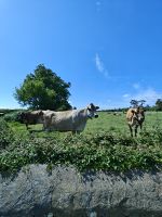 Jersey Kühe &ndash; &copy; Britta Martini-Miles (Eberhardt TRAVEL)