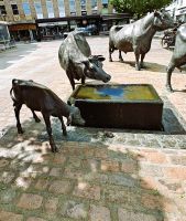 The Cows in St Helier &ndash; &copy; Britta Martini-Miles (Eberhardt TRAVEL)