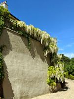 Wisteriapracht Chateau La Chaire Hotel Jersey &ndash; &copy; Britta Martini-Miles (Eberhardt TRAVEL)