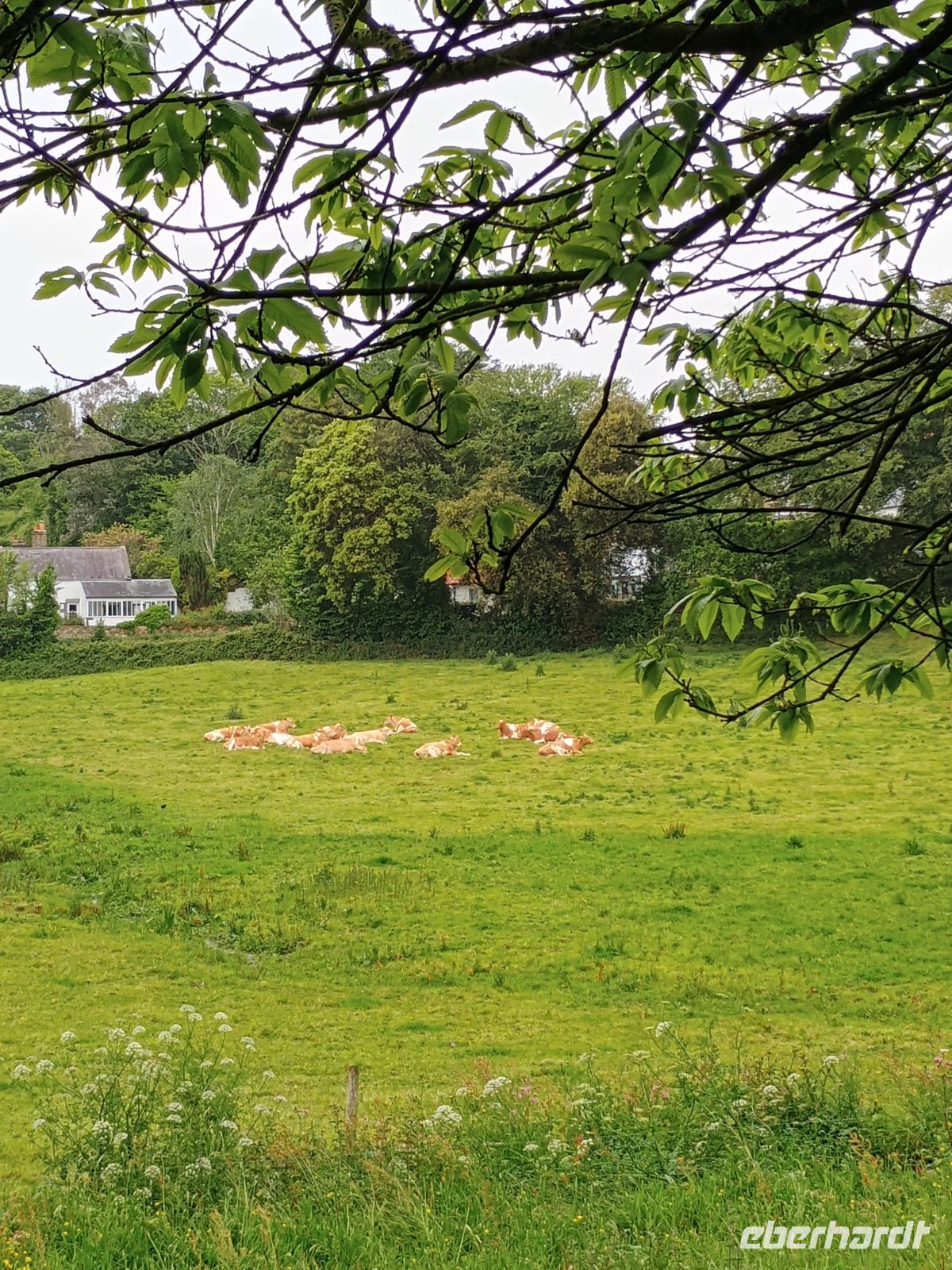 Guernsey &ndash; &copy;  (Eberhardt TRAVEL)