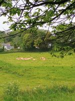 Guernsey &ndash; &copy; Johanna König (Eberhardt TRAVEL)